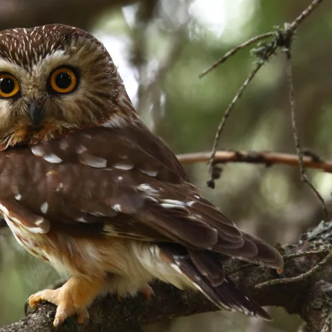 Northern saw-whet owl, photo by Kameron Perensovich/Flickr