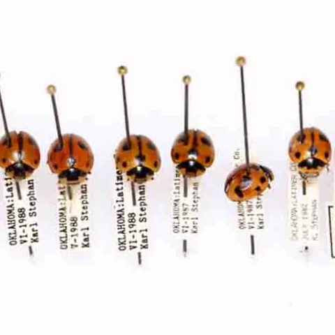 Nine-spotted ladybug, photo by Mike Quinn