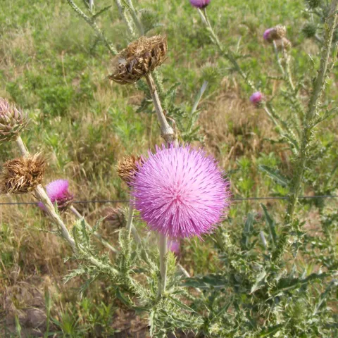 Musk Thistle, photo by Kyle Johnson