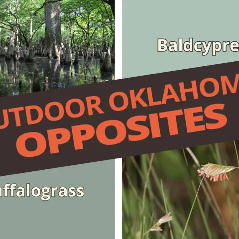 Outdoor Oklahoma Opposites