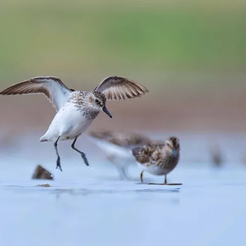 Birds in wetland.