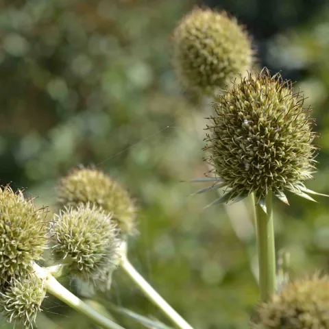 Rattlesnake Master Borer plant.
