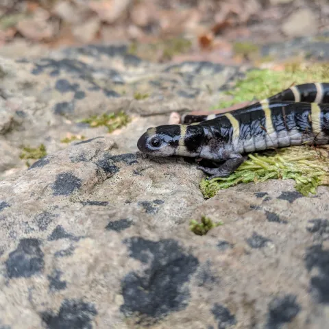 Ringed Salamander, photo by Taylor Carlson