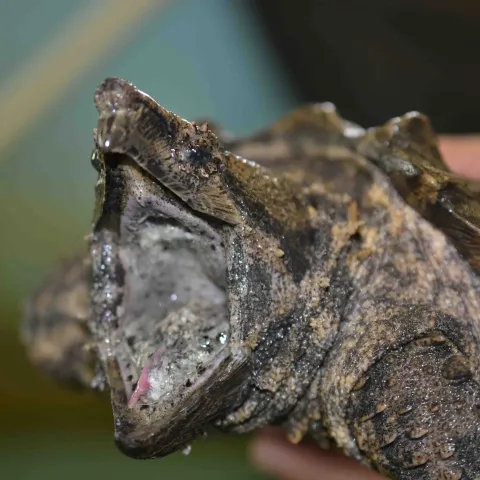 Six year old Alligator Gar