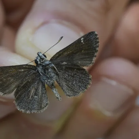 Linda's roadside-skipper
