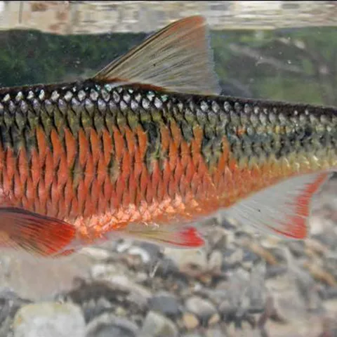 Striped Shiner, photo by Brandon Brown