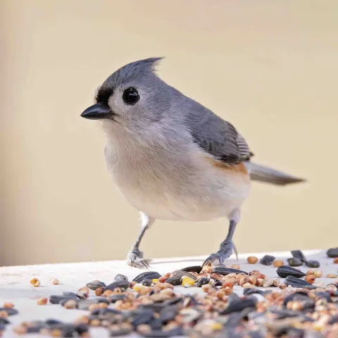 Tufted titmouse, photo by Jeremiah Zurenda