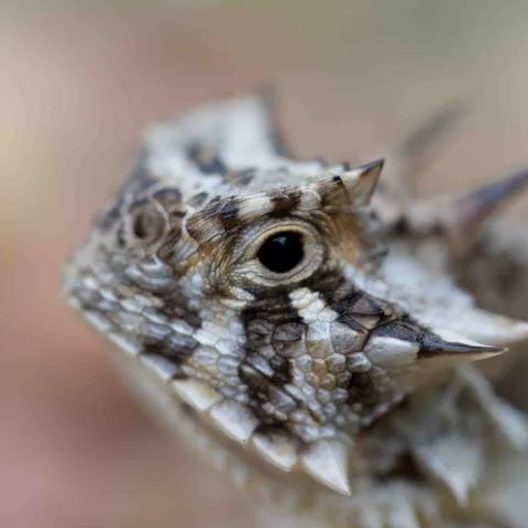Texas Horned Lizard, photo by Steve Webber