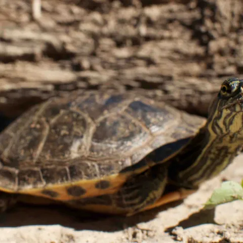 Western Chicken Turtle, photo by Steve Webber