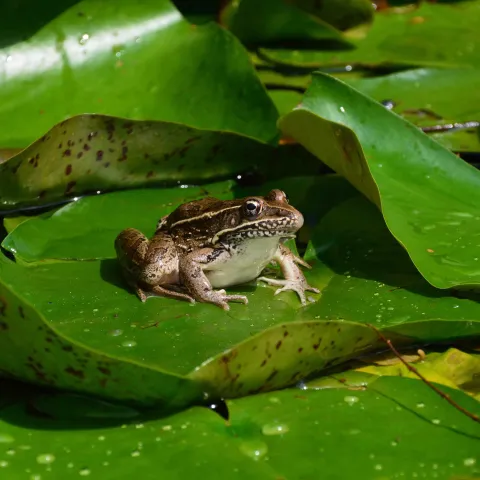 Frog on a pad.