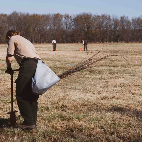 Planting seedling (tree).