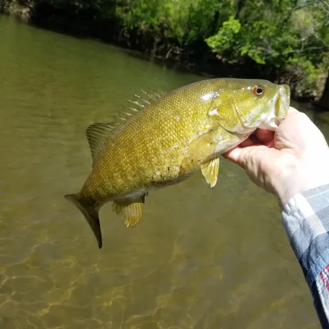 Smallmouth bass.
