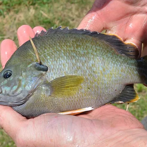Hybrid sunfish.