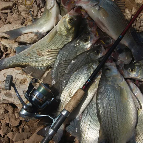 Stringer of white bass.