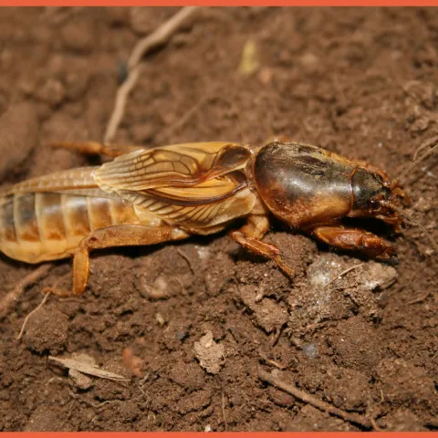 Prairie Mole Cricket, photo by Daniel R. Howard