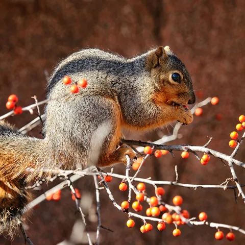 This squirrel was enjoying a snack on a winterberry bush, photo by Dee Carter/RPS 2020