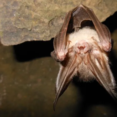Ozark big-eared bat