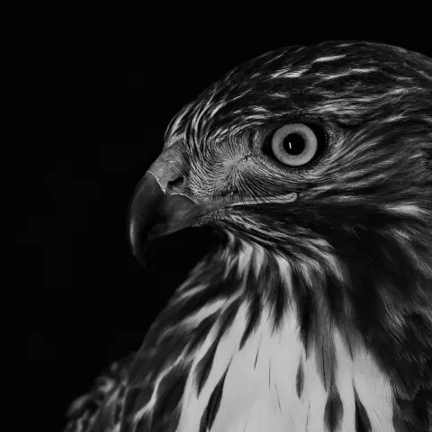 Red-tailed hawk, photo by Heather Bullard/RPS 2017