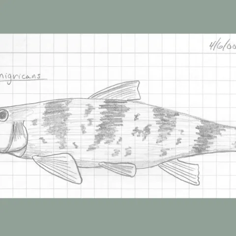 Northern Hog Sucker sketch.