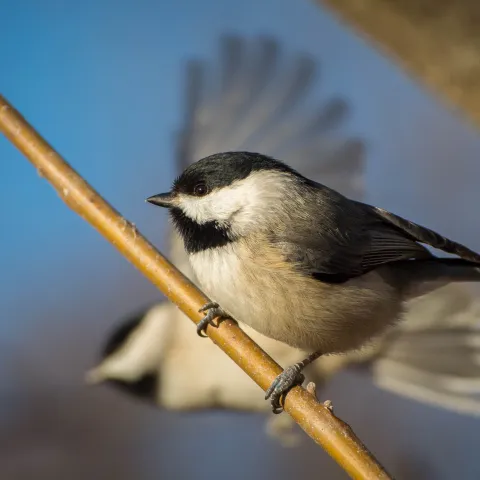 Carolina Chickadee on a branch.  Photo by Stephen Ofsthun