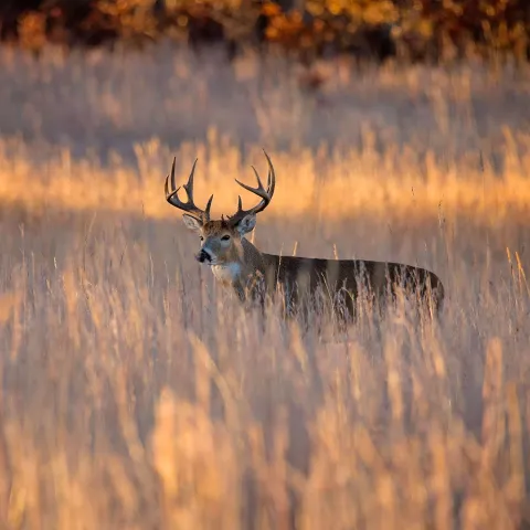 Whitetail buck in the field.  Photo by Jeremiah Zurenda.
