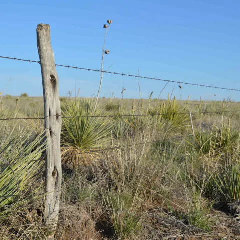 Barbwire fence with wooden post in field.