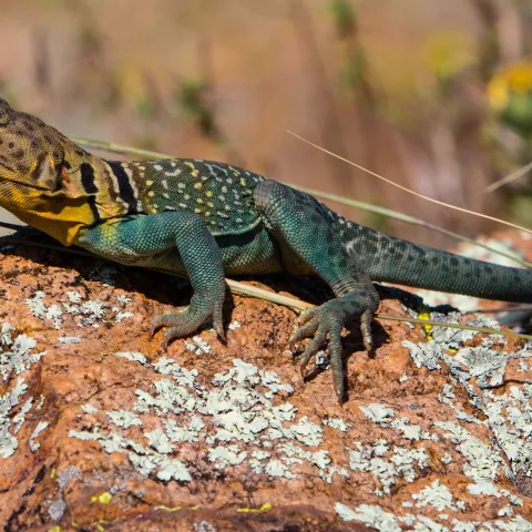 Eastern Collared Lizard.  Photo by Barry Bolton