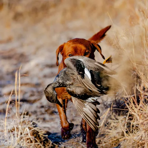 Dog retrieving waterfowl.  Photo by Taylor Averill/RPS 2021