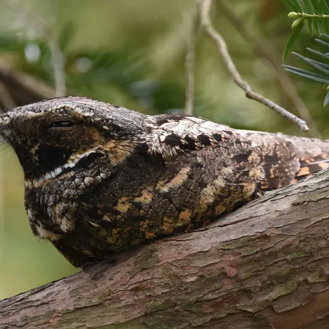 Eastern whip-poor-will. Photo by Andy Reago & Chrissy McClarren (CC-by-2.0) 