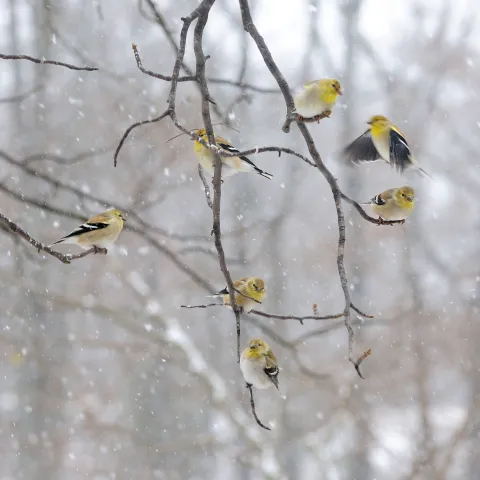 Goldfinches in a winter storm.  Photo by Sarah Rodefeld/RPS 2015