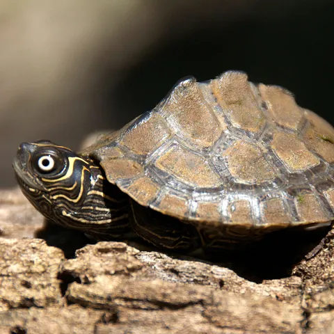 Mississippi map turtle.  Photo by Steve Webber