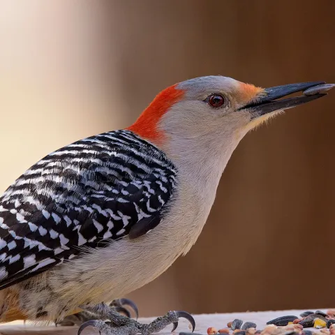 Red-bellied Woodpecker.  Photo by Jeremiah Zurenda