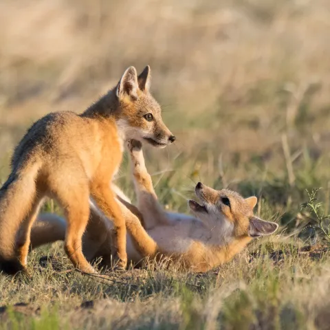 Swift fox pups playing.  Photo by Steven Hunter/RPS 2019
