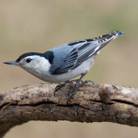 White-breasted Nuthatch. Photo by Glen Gebhart/RPS 2015