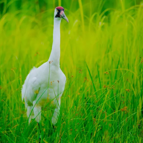 Whooping cranes will soon be migrating through Oklahoma. Photo by Josh More/Flickr/CC-BY-NC-ND 2.0