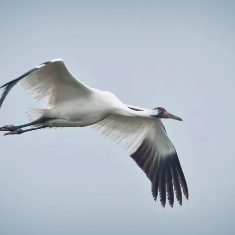 Whooping Crane.  Photo by USDA