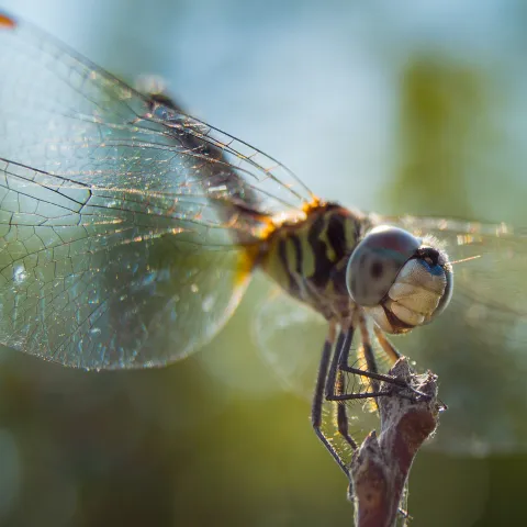 A dragonfly perches on the top of a stick