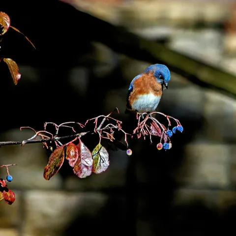 Eastern bluebird