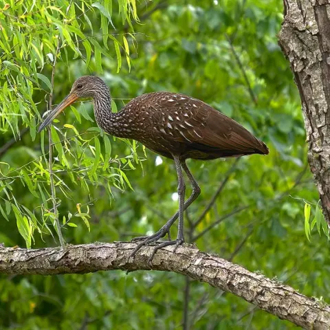 A large brown bird with a long bill stands on a tree branch