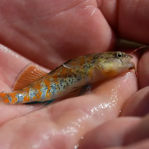 A small, brightly colored fish with a hook in the mouth.