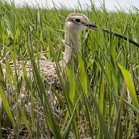 A bird with a long bill incubates a nest on the ground.