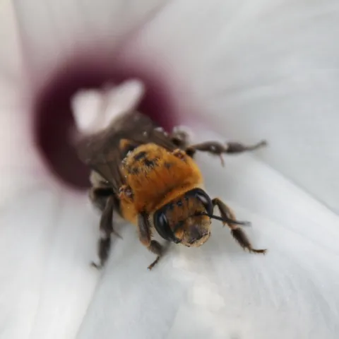 A morning glory longhorn bee.