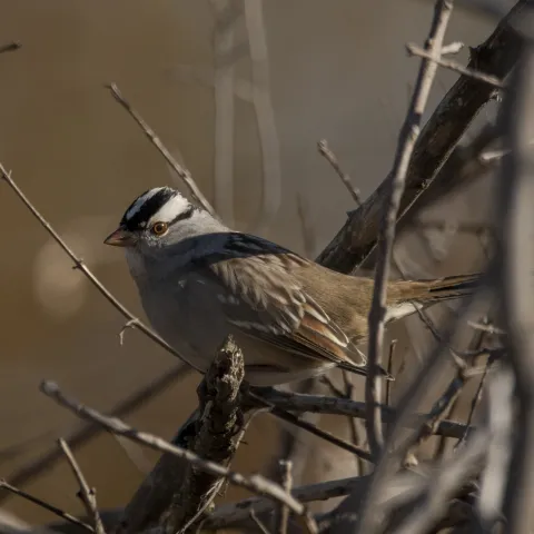 A sparrow with a brown body and boldly marked black and white head. 