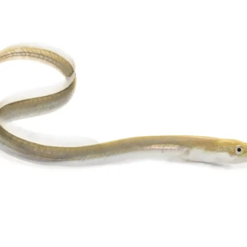 American eel