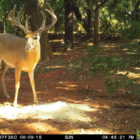 White-tailed buck captured on a trail camera