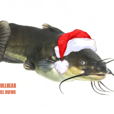 A dark fish with whiskers wears a Santa hat. 