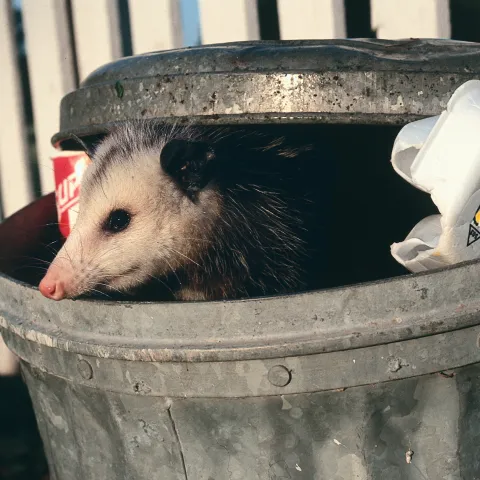 A Virginia opossum in a trash ca.