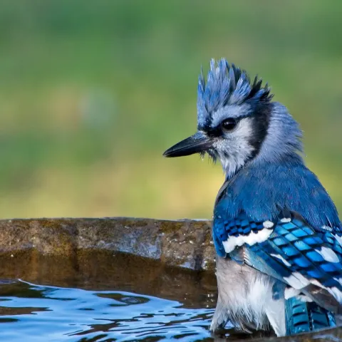 A blue and white bird perches in a birdbath.