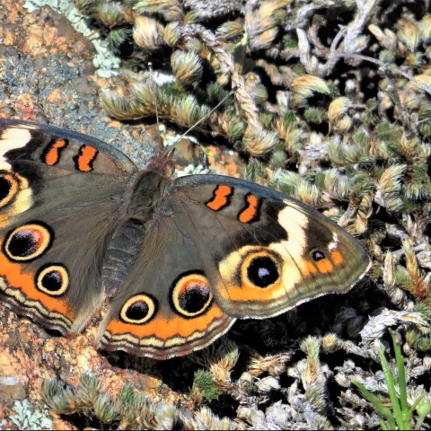 A brown and orange butterfly with multiple spots on its wings