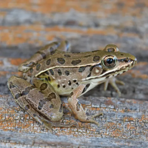 A green and brown spotted frog.